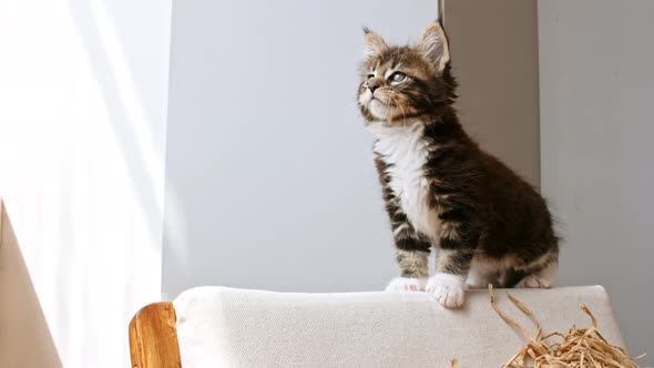 Striped Grey Kitten Creeps Along the Back of the Sofa