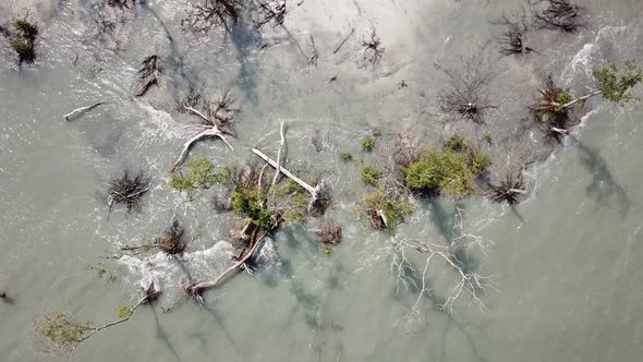 Aerial rotate look down bare and dry branch of mangrove trees