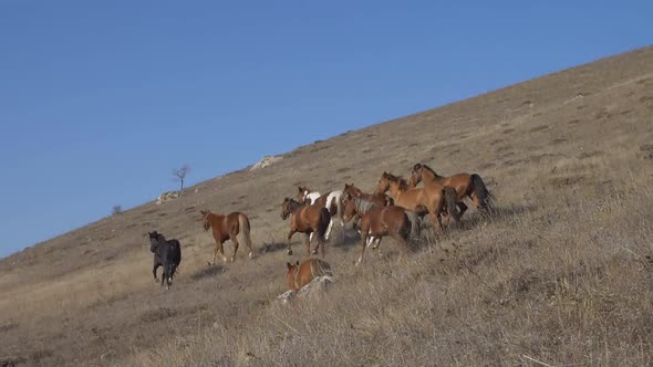 Herd of Horses Runs Down the Hill Side with Dry Grass on a Sunny Day