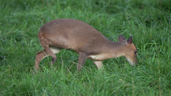 Reeves's Muntjac, Muntiacus Reevesi Nibbles Grass on the Field. Summer Outdoor Pasture.