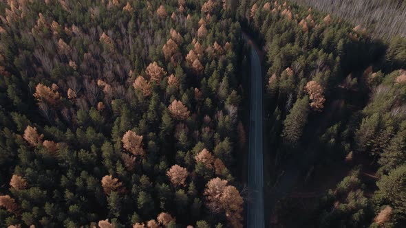 Curve asphalt road with cars between autumn forest in Ural