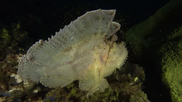 white leaf fish bouncing left and right