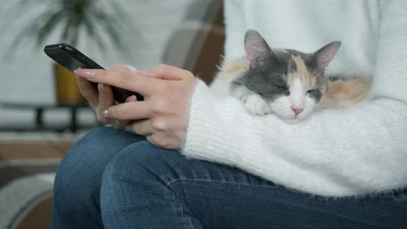 Cat Lay on the Woman Lap