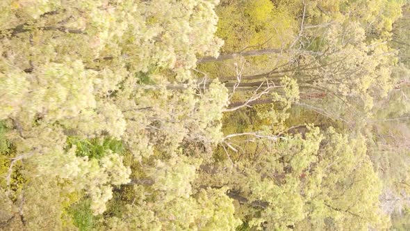 Vertical Video of a Forest with Many Trees in Autumn
