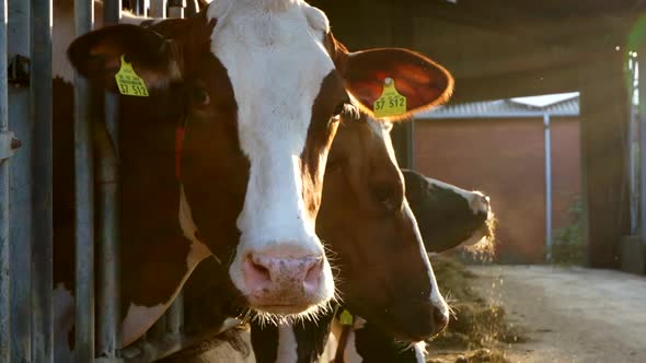 Three cows eating hay on a milk farm on a summer morning SLOMO.