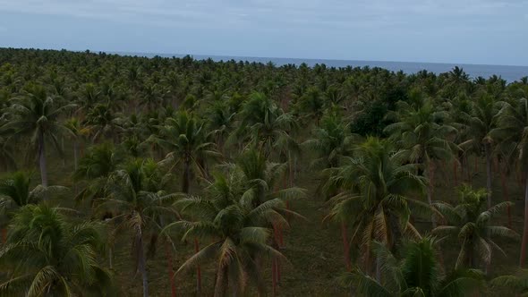 Aerial view of a large village palm plantation growing near the coastline of a remote tropical islan