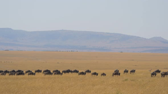 Herd of wildebeests