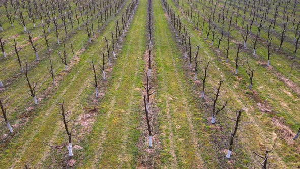 Flight Over the Garden of Young Fruit Trees in Early Spring