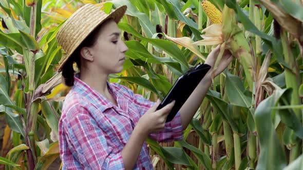 Farmer or an agronomist inspect a field of corn cobs. The concept of agricultural business.