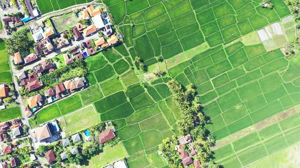 Village houses and rice fields plantations of agricultural farm, green landscape texture on tropical