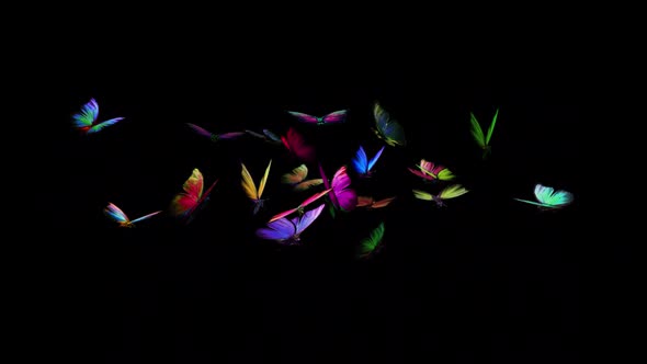 Rainbow Butterflies - Large Swarm of 21 - Flying Loop - Alpha Channel