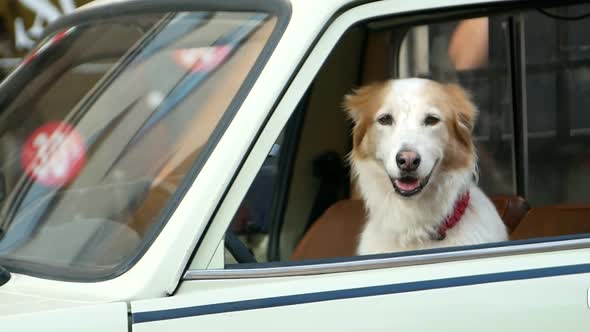 Golden retriever looking out of car window, happy dog