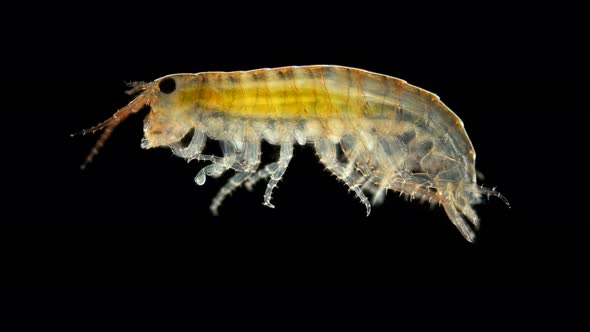 Amphipoda of the Talitridae Family Under the Microscope, They Are Called Sand Fleas for Their