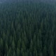 Drone flight over the forests of the Carpathians. - VideoHive Item for Sale