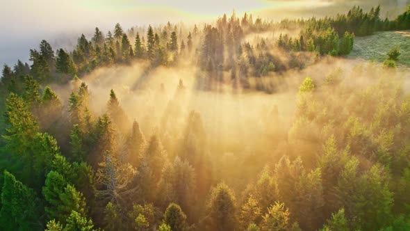 Amazing Foggy Sunrise in the Forest