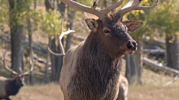 Close up view of Bull Elk as another walks in behind it