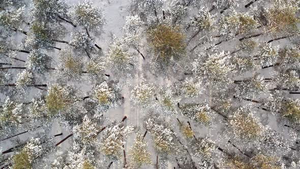 Top Take Off Above Snowcovered Trees in Pine Forest By Day