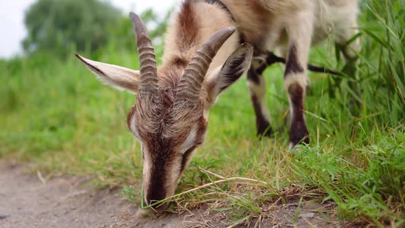 Domestic Smoke Goat Grazing in Green Grass.