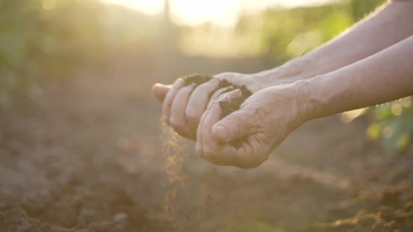 Senior Farm Worker Hands Examining Soil at Sunset