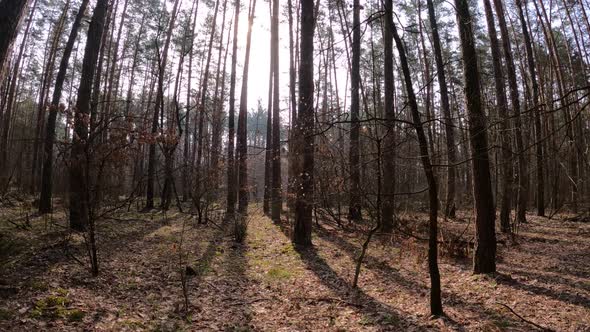 Forest with Pines with High Trunks During the Day