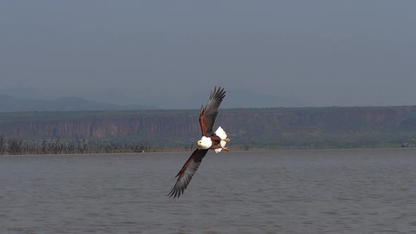 African Fish-Eagle, haliaeetus vocifer, Adult in flight, Fish in Claws, Fishing at Baringo Lake