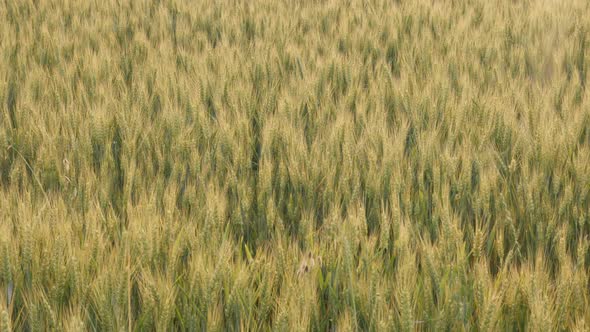 Common wheat Triticum aestivum before sunset 4K footage