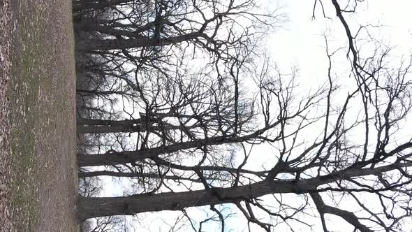 Vertical Video of the Forest with Trees Without Leaves Slow Motion