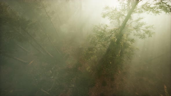 Drone Breaking Through the Fog To Show Redwood and Pine Tree alt