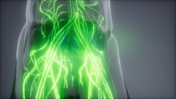 Blood Vessels of Human Body alt