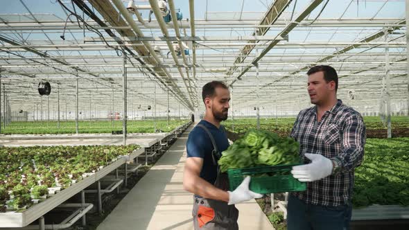 Farm Worker Holding and Walking with a Box of Green Salad