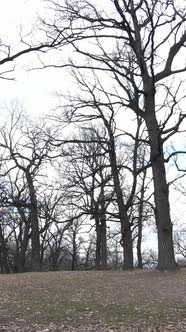 Vertical Video of the Forest with Trees Without Leaves Slow Motion