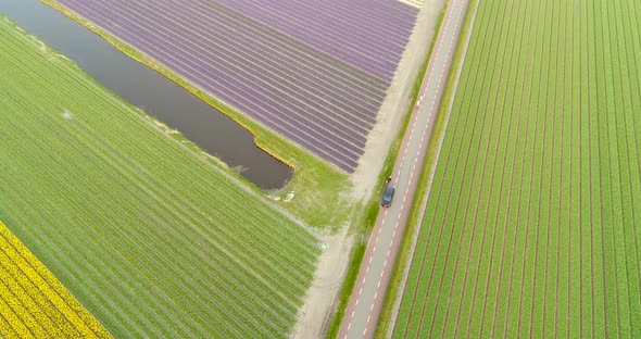 Couple riding bikes around blossoming fields of tulips in Lisse, Netherlands.