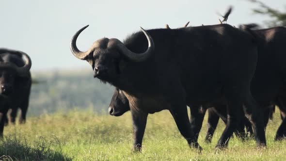 African buffalos walking on a grassland in the savannah, in Kenya