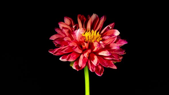 Red Dahlia Flower Bloom and Wilt in Time Lapse on a Black Background. Pink White Plant has Faded