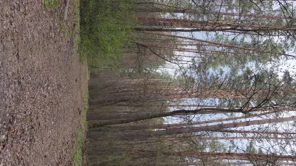 Vertical Video of a Road in the Forest Slow Motion