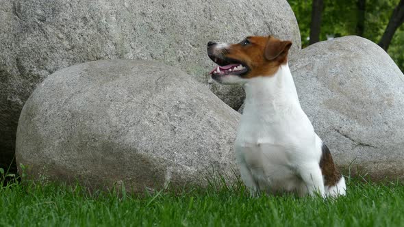 Happy Terrier Puppy Outdoors in Park