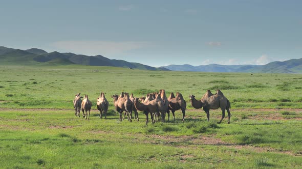 Herd of Wild Camel Free-Roaming Freely in Mongolia