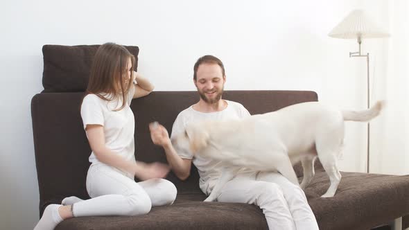 Playful White Dog and His Careful Owners at Home