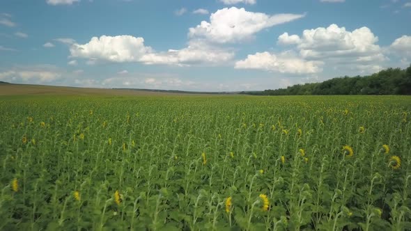 Aerial Shot of Sunflower Field at Sunny Summer Day