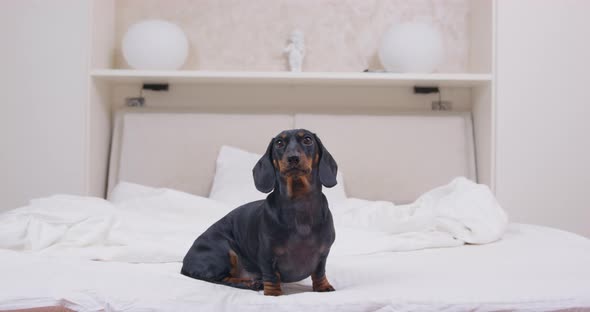 Adorable Dachshund Puppy Has Just Woken Up and is Sitting on the Bed Waiting Front View