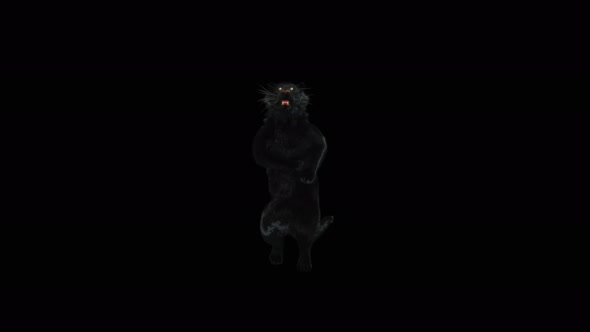 65 Panther Dancing 4K