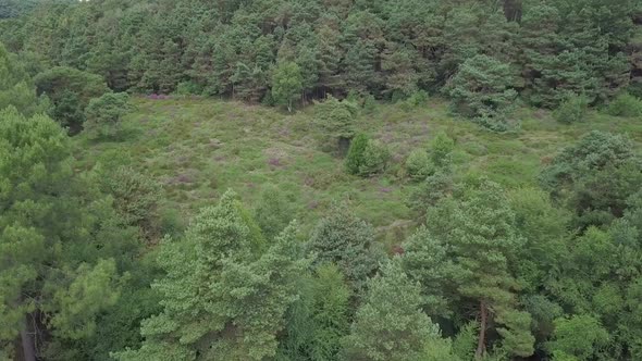 4k Aerial, rising up over a dense evergreen forest in Devon, UK