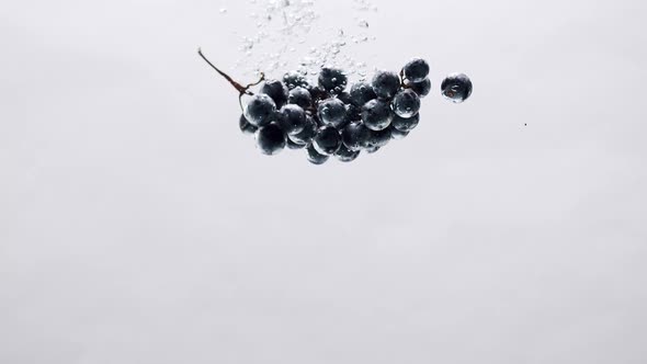 Black Grape Falls Into Water in Aquarium on a White Background Design Concept