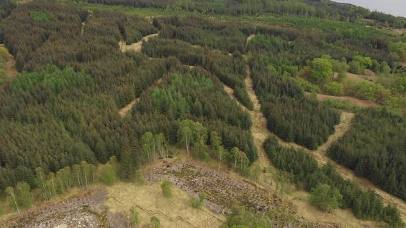 Aerial view of woodland and hills in Scotland