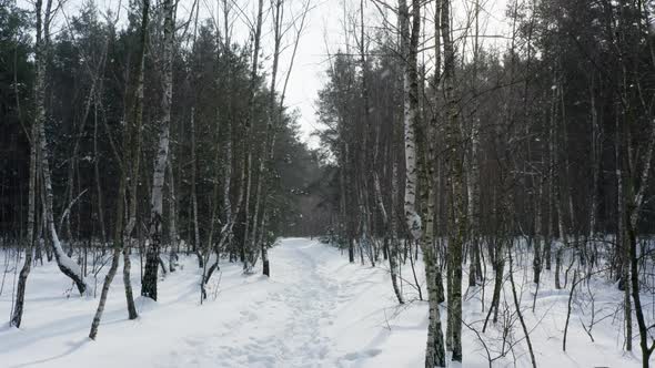 Winter Christmas Forest