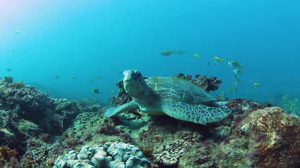 A sleepy Green Sea Turtle resting on a tropical reef