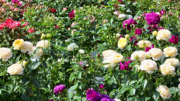 Flying over delicate picturesque bush blooming roses on a summer day in the park. Rose garden