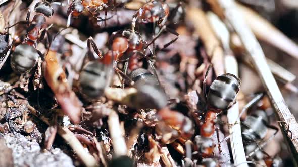 Close-up of an ant colony in the forest