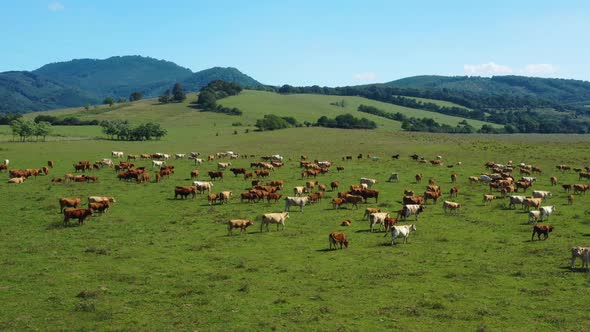 Herd of cattle grazing in a meadow, aerial view