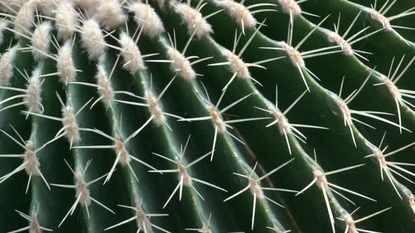 Cactus Closeup